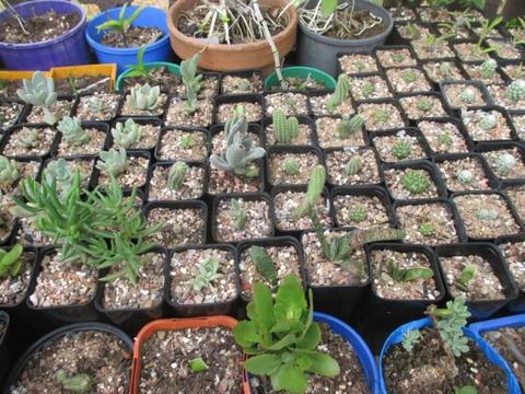 SUCCULENTS - Well established in 40 mm pots and easy to grow
