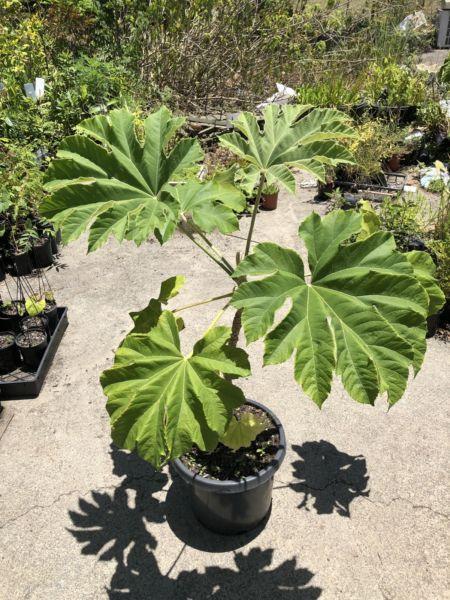 Chinese rice paper tree — large tropical looking leaves
