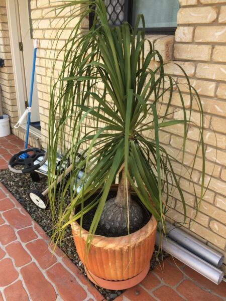 Ponytail palm in clay pot
