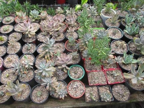 CACTI & SUCCULENTS - Easy to grow well established plants