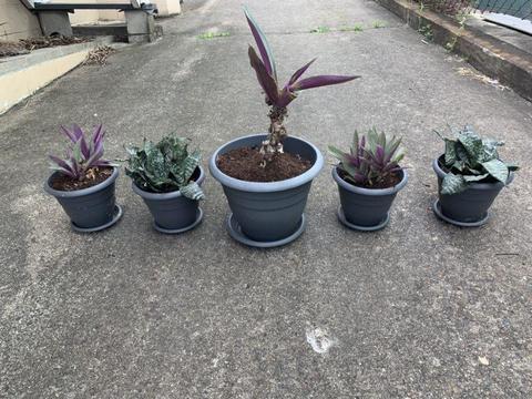5 x plants for sale as a set