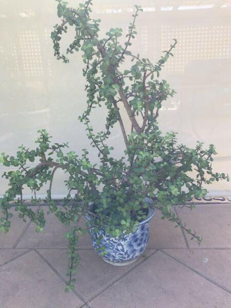 Jade plant in nice Chinese pot