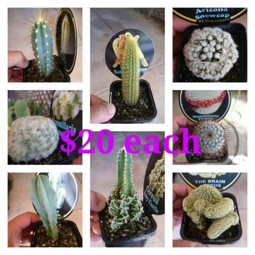 Cacti Collection - Rare and Unusual