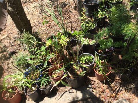 Various potted Plants - $3 each