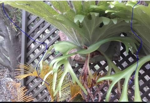 STAGHORN plants for sale - healthy 3 avail prices vary from