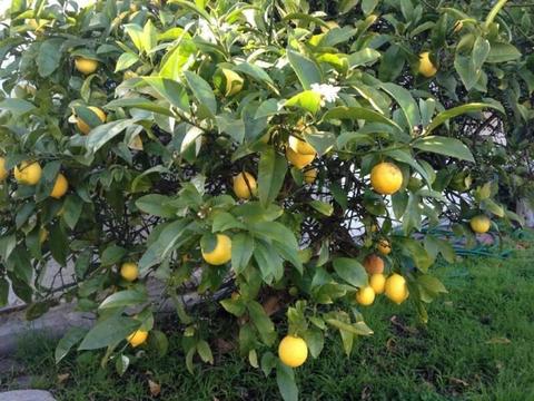 Bush lemon seedlings for $2 - Auchenflower