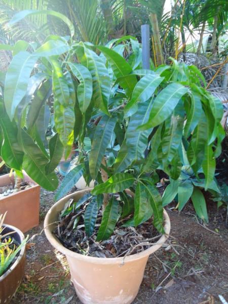 Kensington mango tree from cutting H110cm (from top of soil) xD90