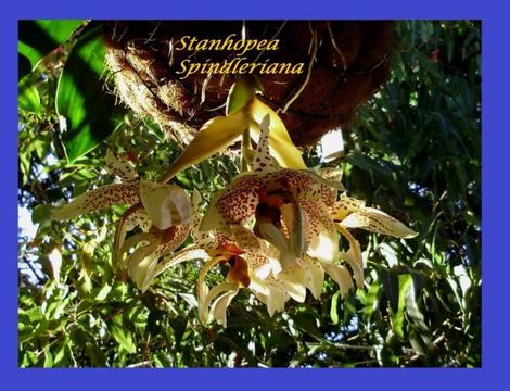 UPSIDE DOWN ORCHID St Spindleriana - WITH 2 SPIKES!- 2 available