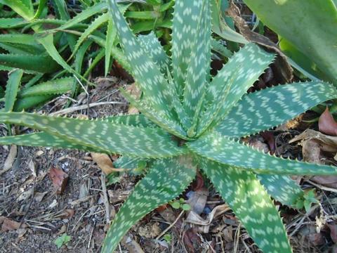 Very Beautiful Aloe D35cm x H20cm