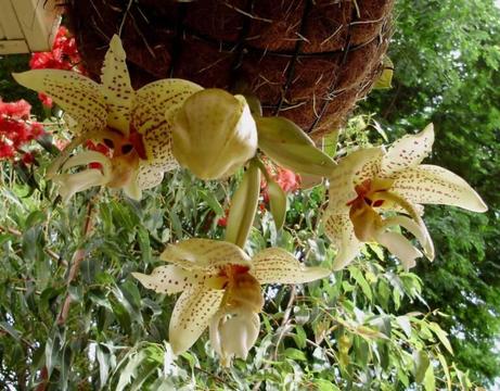 Stanhopea Assidensis - WITH 2 SPIKES - upside down orchid