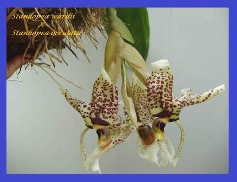 AN ORCHID FOR THE ENTHUSIAST - St wardii X St occulata - 4 SPIKES