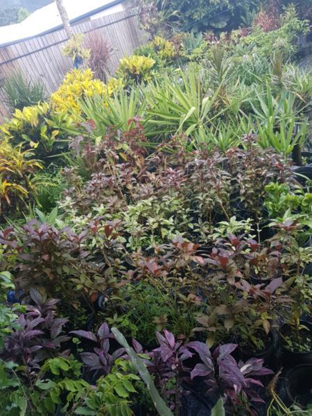 Still loads of plants available