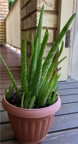 Aloe Vera plants in pot
