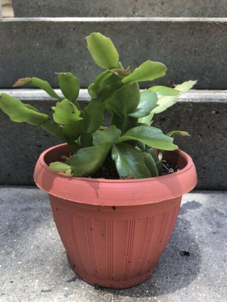 Flowering Zygo Cactus in pot