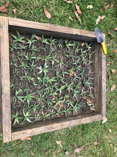 Agave pups 10 for $10 or 20 for $15