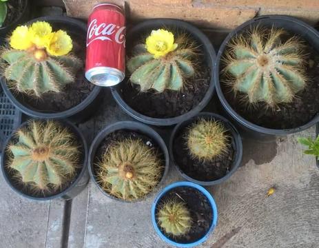 Ball Cactus $5 - $15 each