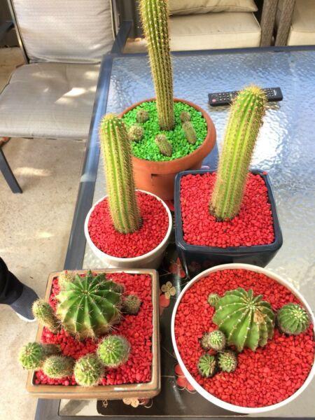 Cactus Plants in Pots $10-$15