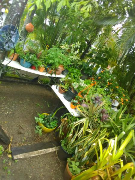 Pplants and pots heaps for sale
