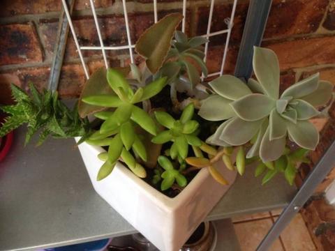 ASSORTED SUCCULENTS IN WHITE CUBE PLANTER