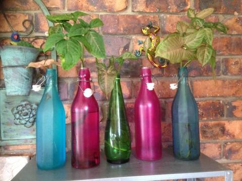 WATER PLANTS IN COLOURED BOTTLES $5 and $10