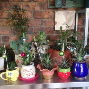 ASSORTED POTTED SUCCULENT PLANTS - GREAT PRESENTS