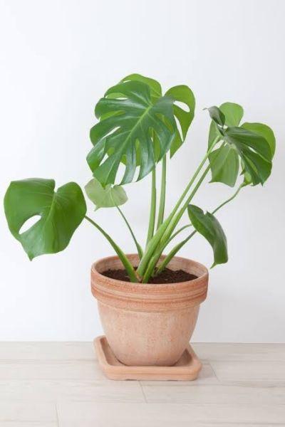 Wanted: Wanting to buy cheap plants