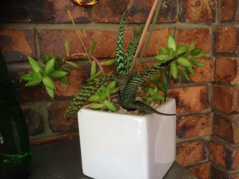 SUCCULENTS IN WHITE CUBE PLANTER