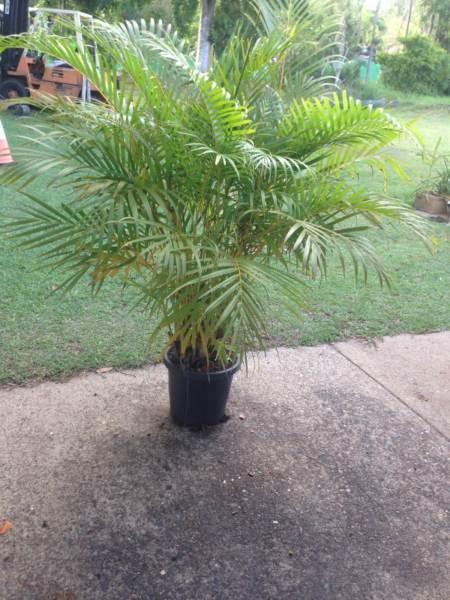 Golden Cane Palms 2 available $50 each