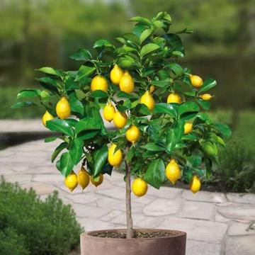 Lemon Tree and Other Large Fruit Trees