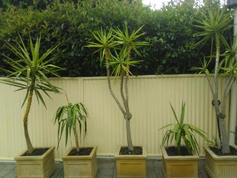 Established feature yukka plants
