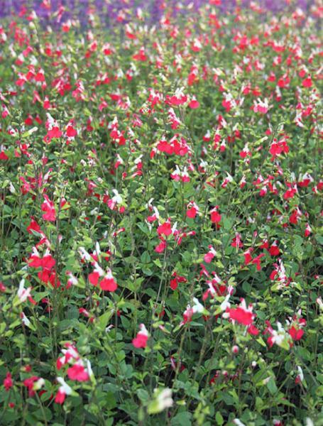 9 pots of Salvia Hot Lips (Salvia microphylla 