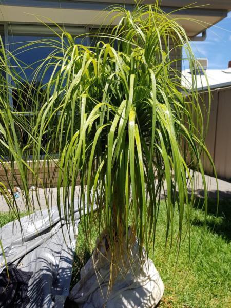 Ponytail Palm Tree - Large Ready to go!