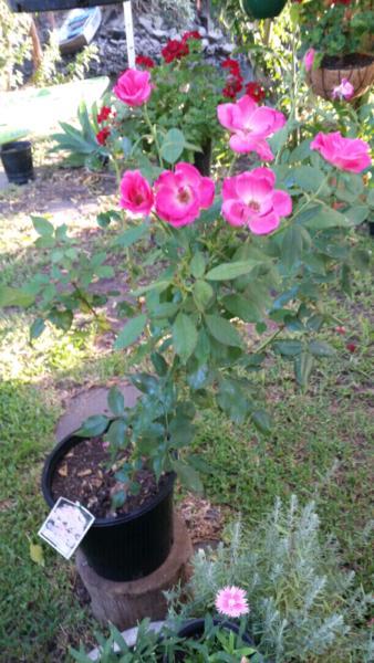Lage 90cm Pink Rose in a plastic pot