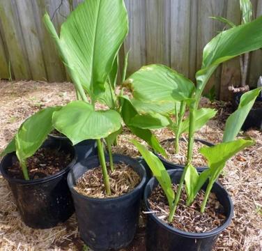 Multiple Organic Turmeric Plants in 10