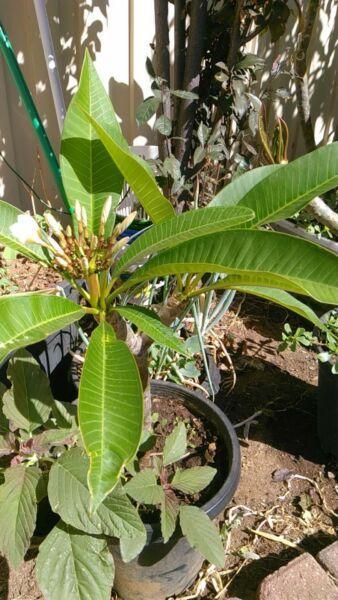 White Frangipani established pot plant