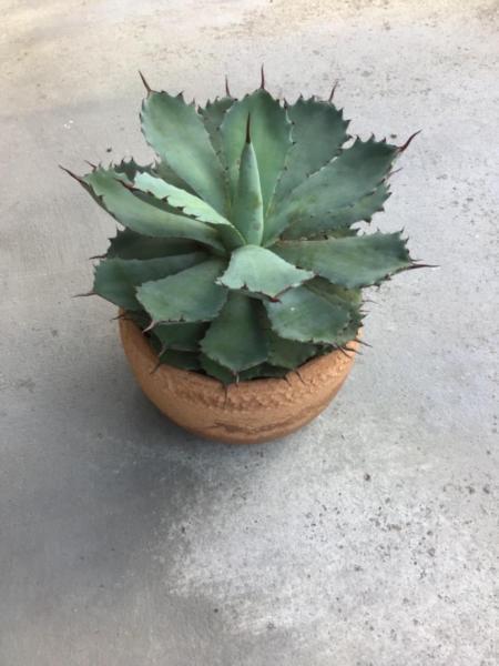Agave with pointy tipped leaves