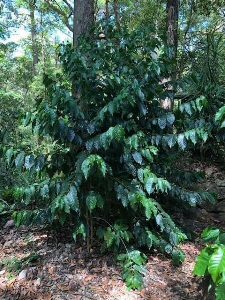 Coffee Trees - Arabica