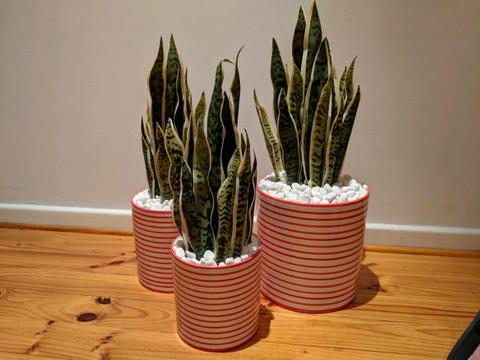 Set of 3 Faux Mother In-law tongue plants in designer pots