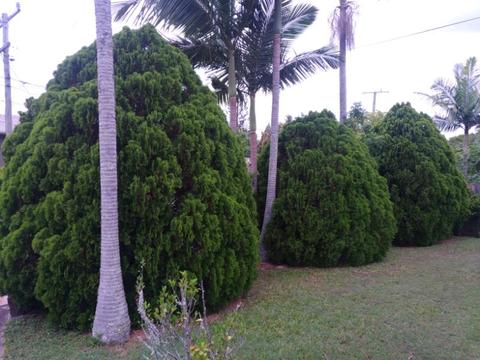 Huge Dragon Juniper Tree near 300cm Upright