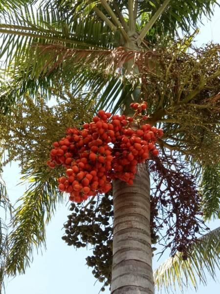 Foxtail, Redneck, Christmas Palm and other assorted palm seeds