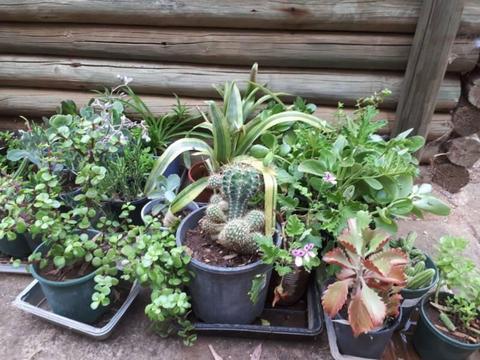 Pot Plants Garden