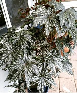Begonia Gryphon. rooted cutting. Rare plant