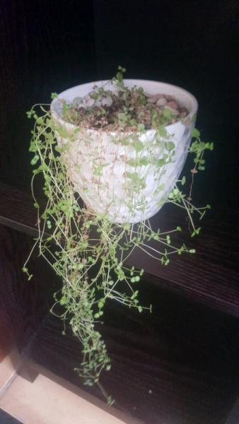 Small to medium white pot with hanging plant
