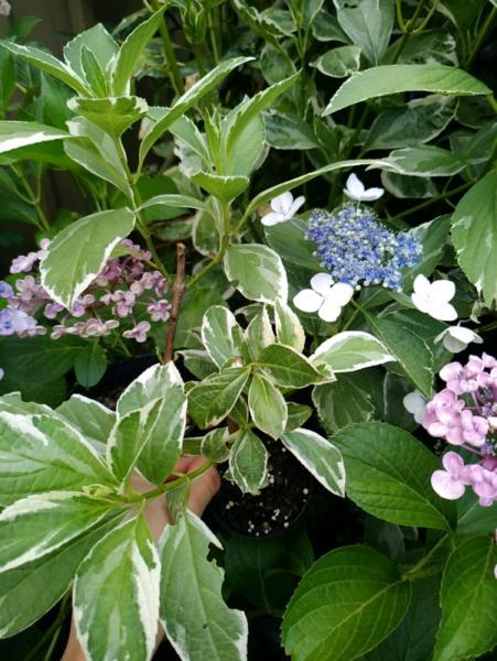 Variegated Hydrangea. One left only