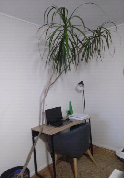 Indoor Plant Tree Cordyline