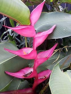 WANTED Heliconia bourgaeana