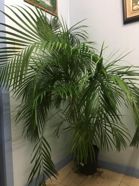 Palm Plants ( Cane Palm)