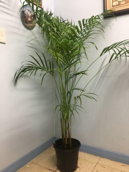 Palm Plant ( Cane Palm)