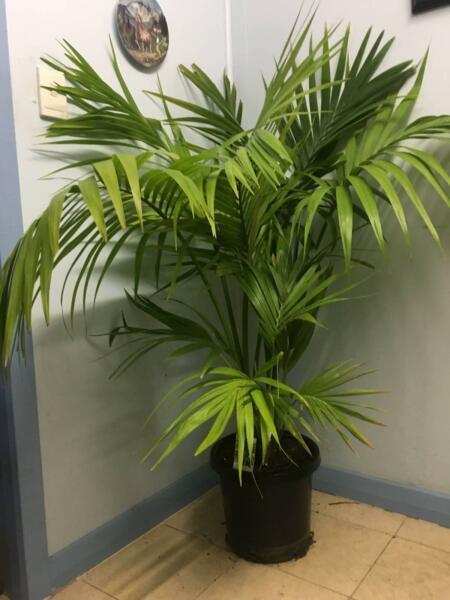 Palm Plant ( Kentia)