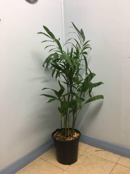 Palm Plant ( Bamboo)